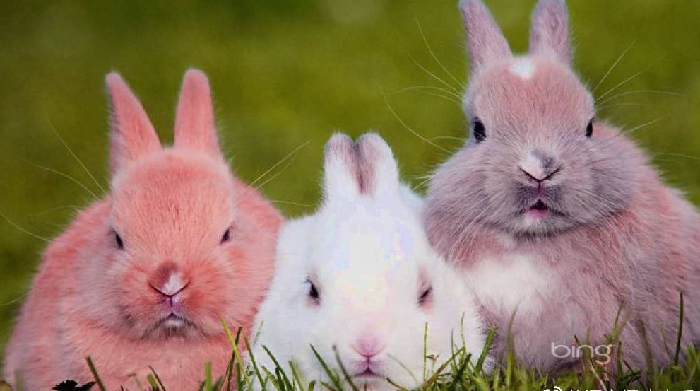 今日英语 -多媒体教程全集26DVD+电子书,课程,视频教程,英语学习,第1张