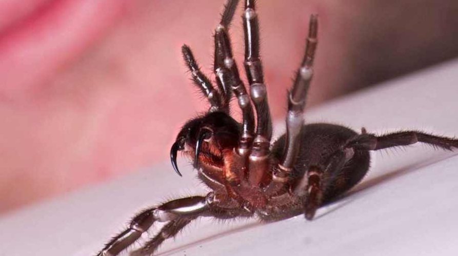 迷宫蛛 （播音-生死朗读) 113全集，迷宫蛛，生死朗读全辑之113集 揭秘与探索