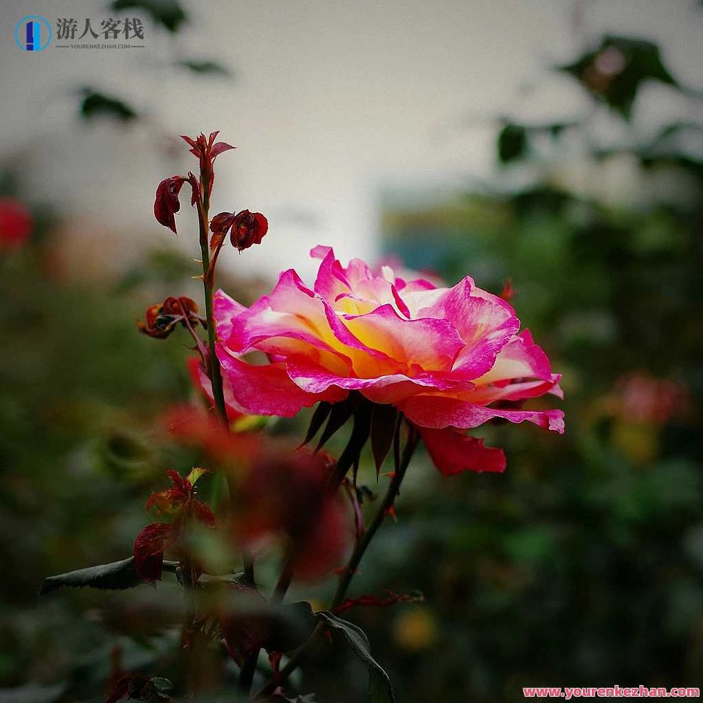 花卉摄影教程 月季花怎么拍得漂亮？试试三个拍摄构思，拍出美丽的意境花卉照片，月季花摄影攻略，三步走，轻松拍出美丽意境花卉照片,课程,教程,第1张