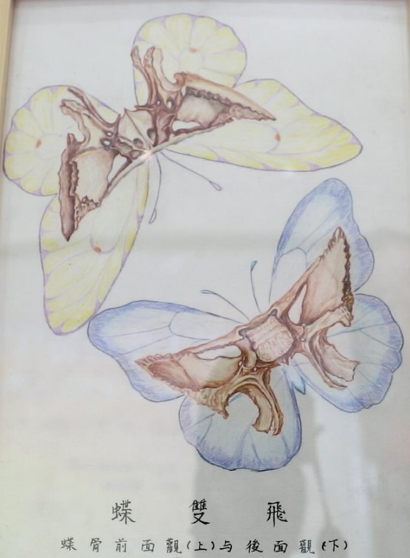 艺术解剖学人体绘画大师视频教程全114集,视频,教程,制作,第1张