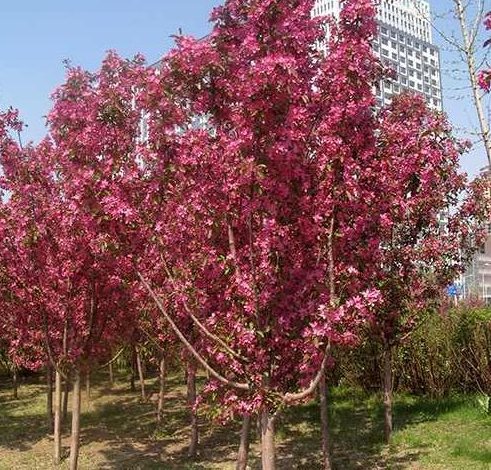 《观赏树木学》易小林全18讲,观赏树木,易小林,学术讲解,第1张