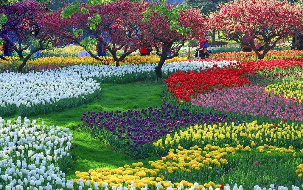 台大 园艺学原理，台大园艺学原理，探索植物生长与景观设计的科学艺术