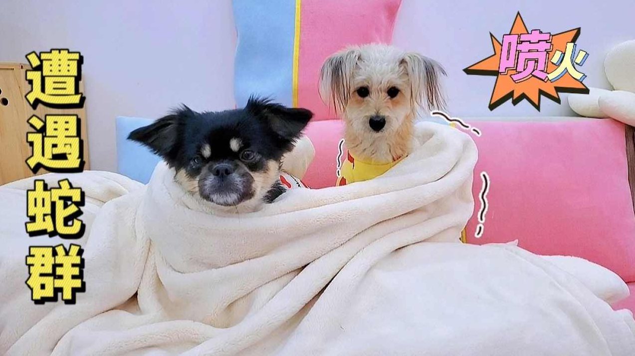 猛小蛇 狗日报创业案例讲解，猛小蛇，狗年创业案例深度解析