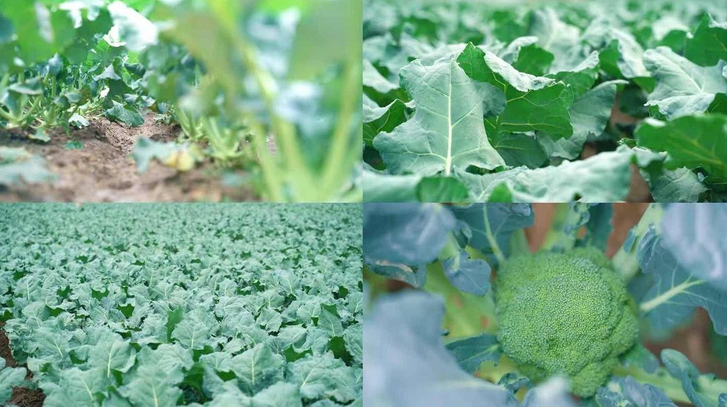 蔬菜种植视频教学合集共105讲,合集,栽培技术,第1张 蔬菜种植视频教学合集共105讲,合集,栽培技术,第1张