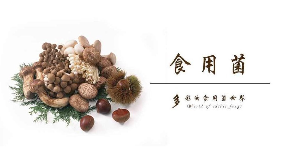 食用菌视频教学合集共40讲,合集,栽培技术,视频教学,第1张 食用菌视频教学合集共40讲,合集,栽培技术,视频教学,第1张