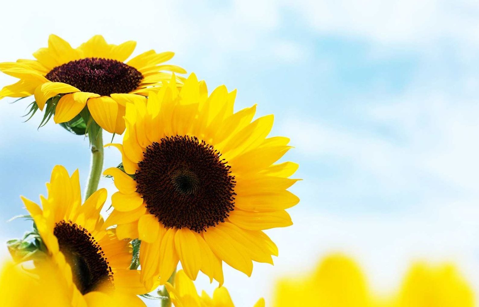 如何树立阳光心态不断进行自我激励获取成功，如何树立阳光心态、自我激励以达成成功的秘诀