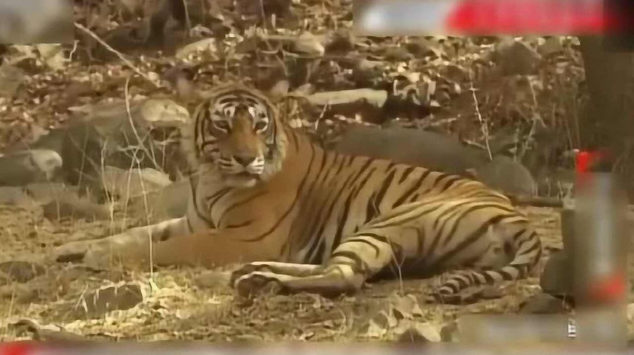 老虎板王2013完整有声教学视频全19课，老虎板王2013，全19课完整有声教学视频——专业课程，一网打尽。