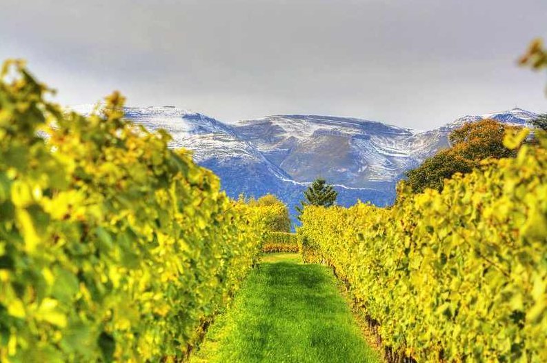 何龙 你必须知道的法国葡萄酒的背景知识，何龙必读，法国葡萄酒的丰富背景与知识全解析,视频,全集,背景,第1张