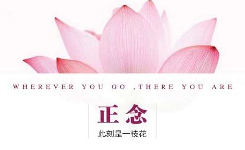 夏鹏【正念-此时是一支花】精读课，夏鹏正念之花，深度解析与精读课