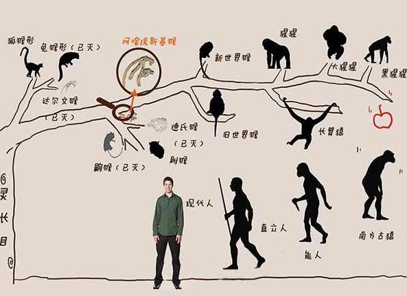 人类起源 人类诞生记录片，人类起源，探索人类诞生之谜纪录片解析