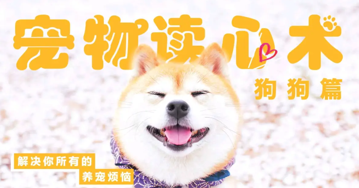 宠物读心术：解决你的养猫烦恼、解决你的养狗烦恼，宠物读心术，猫语狗言翻译器——轻松解读宠物情感，解决养宠烦恼,减肥,读心术,第1张