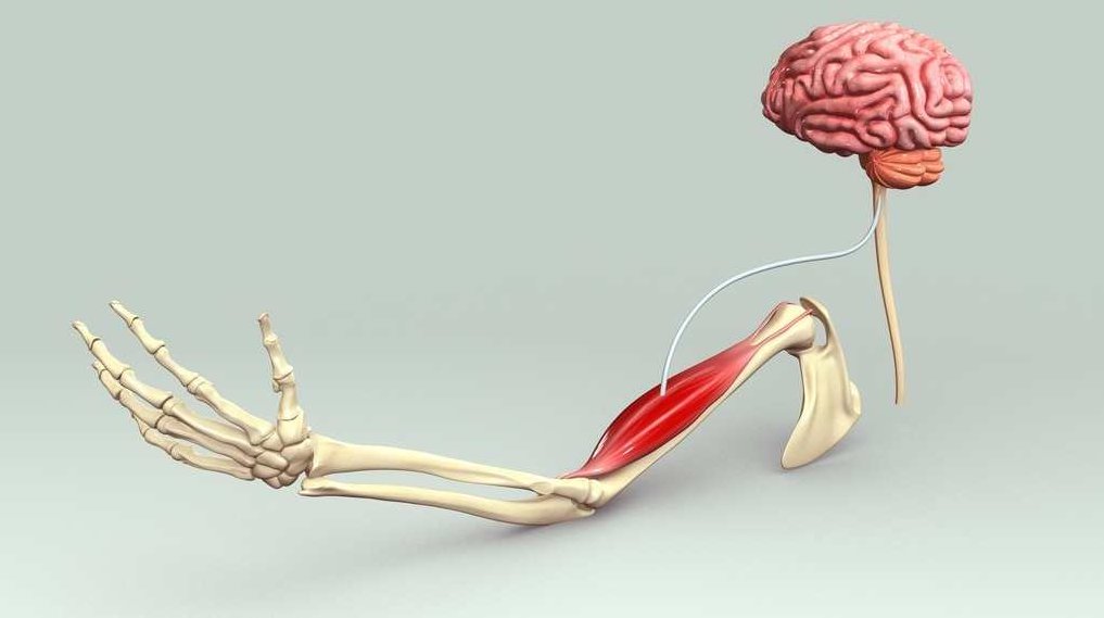 沈扬 肌肉病,研究,教学,第1张 沈扬 肌肉病,研究,教学,第1张