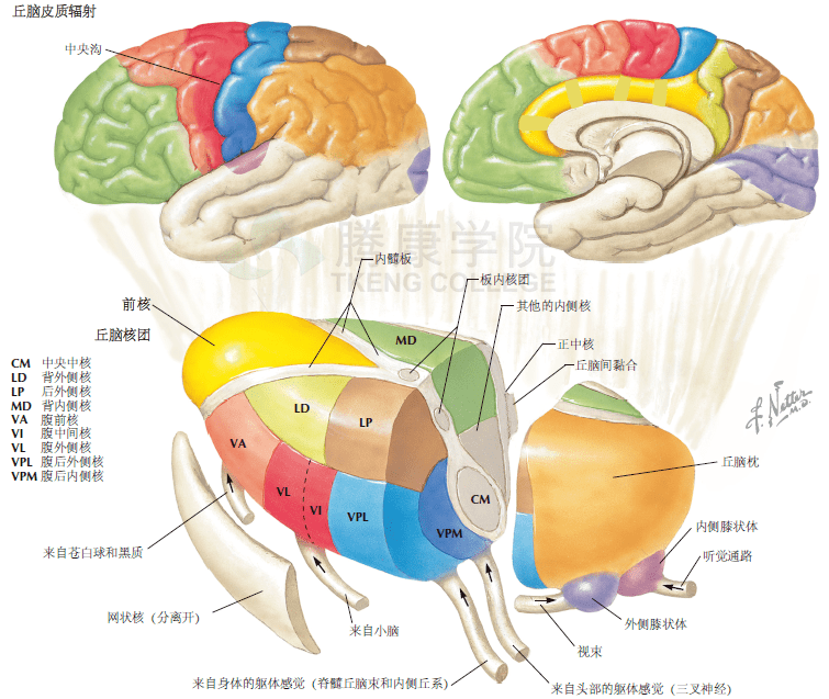 寿延红 皮层解剖、神经系统定位诊断,寿延红,皮层解剖,神经系统定位诊断,第1张