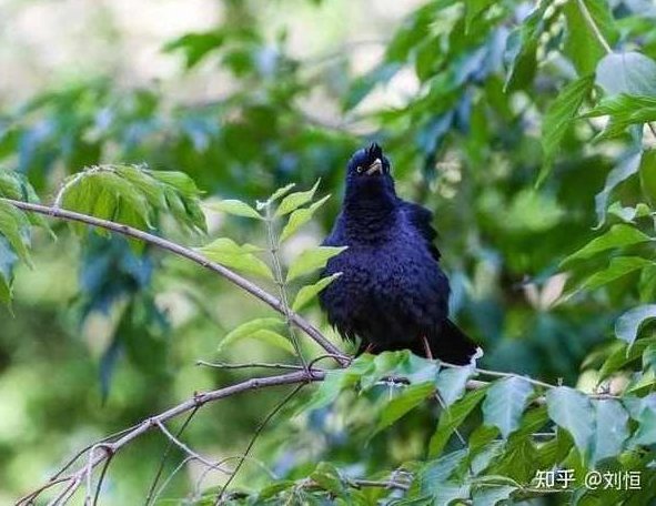 鸟的故事-8集,MP3,集数,第1张 鸟的故事-8集,MP3,集数,第1张