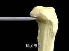 艾氏解剖视频教学_人体三维立体解剖_艾氏人体解剖视频完整版,课程,视频,教学,第1张