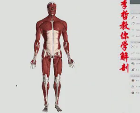 李哲教你学解剖视频9集,课程,视频,第1张