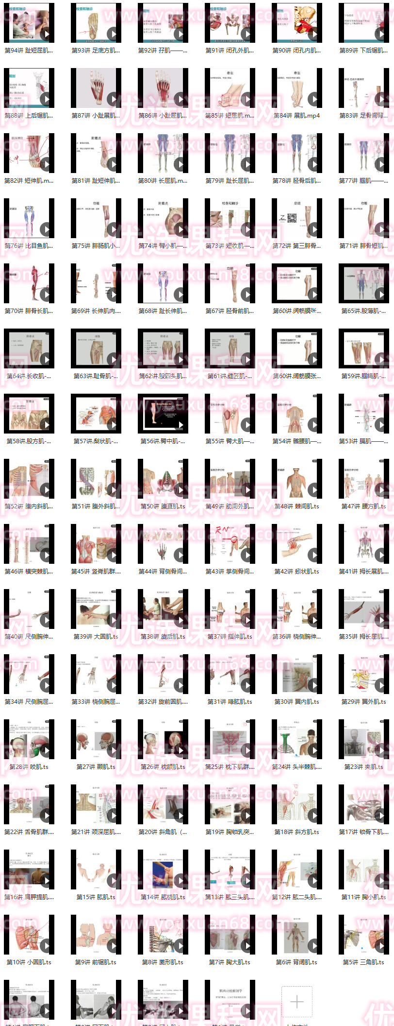 郑大解刨学【每日一肌全身肌肉疼痛讲解】,课程,讲解,33讲,第2张