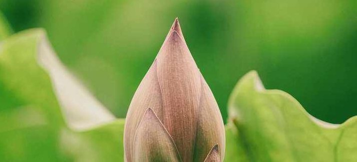 周汝昌 儒道今释-唐诗宋词赏鉴,儒道今释,第1张