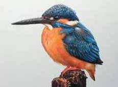 超写实的彩铅静物动物画视频_彩铅手绘超写实(9讲),视频,第1张 超写实的彩铅静物动物画视频_彩铅手绘超写实(9讲),视频,第1张