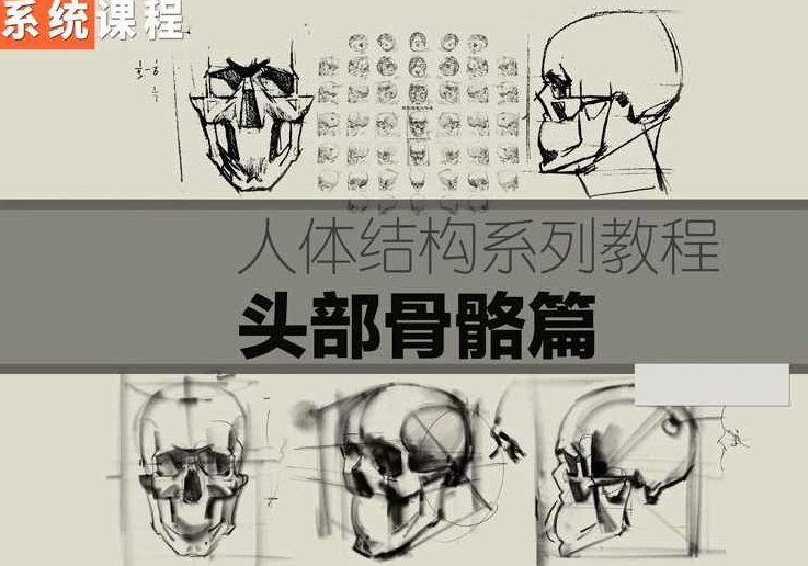祝凯素描课程人体结构系列课程·硬性知识·头部骨骼,课程,第1张 祝凯素描课程人体结构系列课程·硬性知识·头部骨骼,课程,第1张