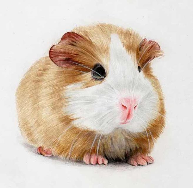 零基础学彩铅2020,课程,基础,零基础,第1张