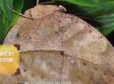 《昆虫世界探秘》全套视频（10集）,课程,视频,第1张