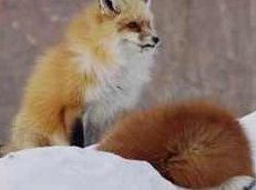 《奇妙的动物世界》视频动画全集,视频,故事,全集,第1张