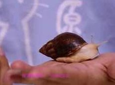 博物学启蒙体验视频课,课程,视频,教学,第1张 博物学启蒙体验视频课,课程,视频,教学,第1张