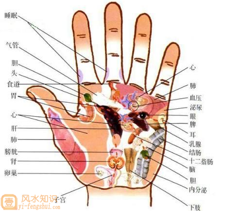掌纹与健康 掌纹的秘密-中国掌纹第一人王晨霞,研究,成功,密码,第1张