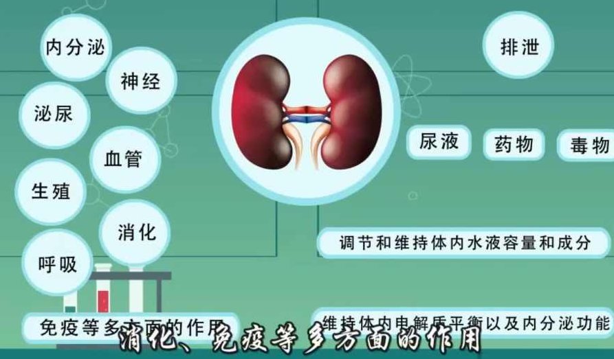 肾虚系列课—男士补肾养生宝典,课程,教程,介绍,第1张