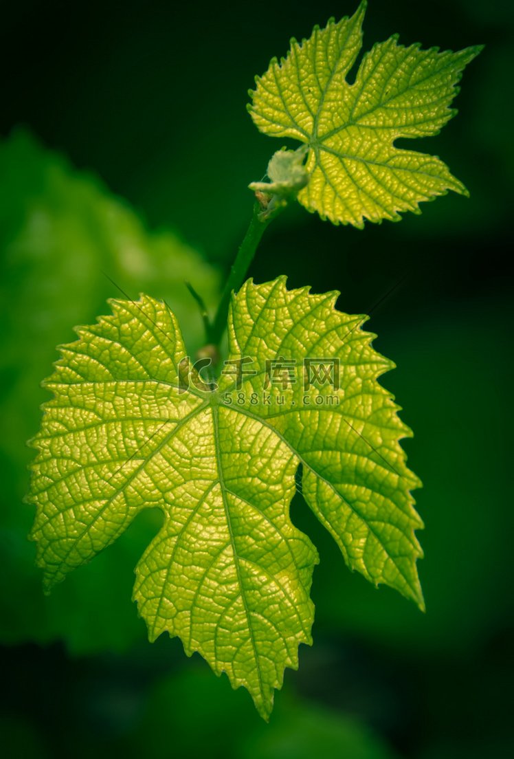 叶阿次 企业培训与发展,课程,研究,设计,第1张