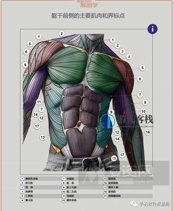 学习资源 | 人类形体雕塑解剖学汉译彩印全集,探索人类形体雕塑之美,汉译彩印人体解剖学全集,全集,第4张 学习资源 | 人类形体雕塑解剖学汉译彩印全集,探索人类形体雕塑之美,汉译彩印人体解剖学全集,全集,第4张