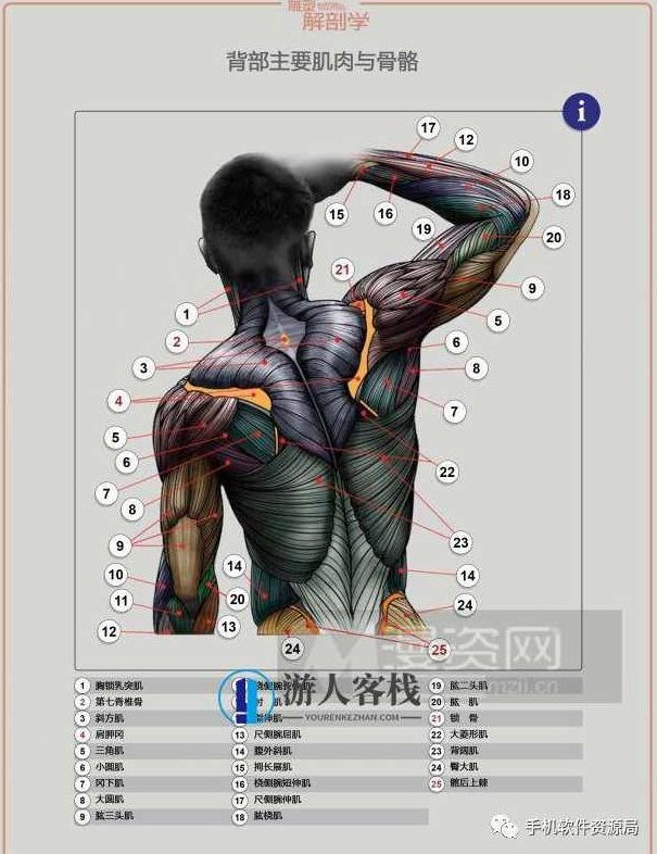 学习资源 | 人类形体雕塑解剖学汉译彩印全集,探索人类形体雕塑之美,汉译彩印人体解剖学全集,全集,第5张 学习资源 | 人类形体雕塑解剖学汉译彩印全集,探索人类形体雕塑之美,汉译彩印人体解剖学全集,全集,第5张