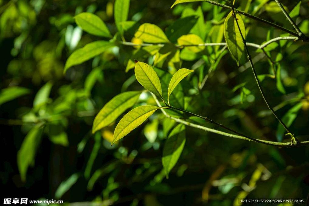 叶洲室内氛围感拍摄秘诀，叶洲室内氛围感拍摄秘诀，光影运用与色彩搭配的艺术